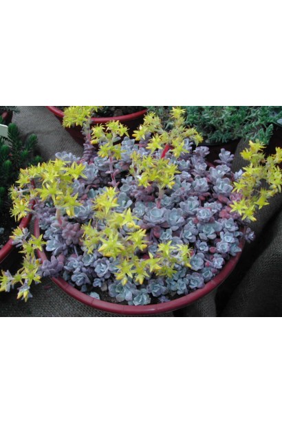 Седум широколистий Пурпуреум квіти